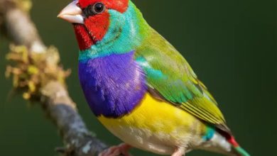 فنچ گلدین (فنچ رنگین کمان) با سر قرمز و سینه بنفش روی شاخه درخت