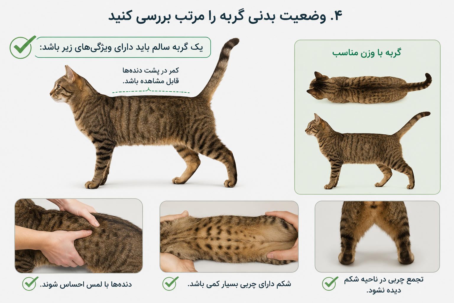 اندازه ایده آل گربه